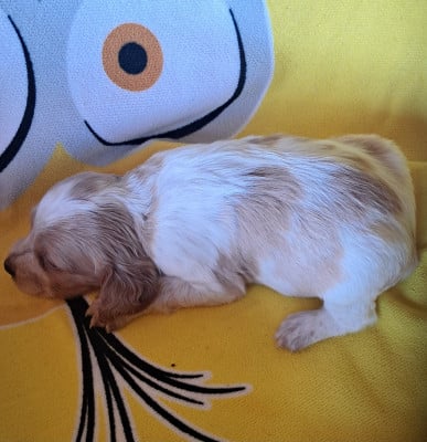 Les chiots de Epagneul Breton