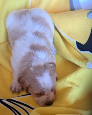 Les chiots de Epagneul Breton