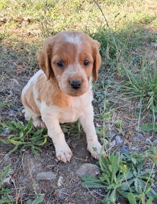 Les chiots de Epagneul Breton