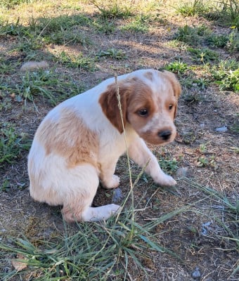 Les chiots de Epagneul Breton