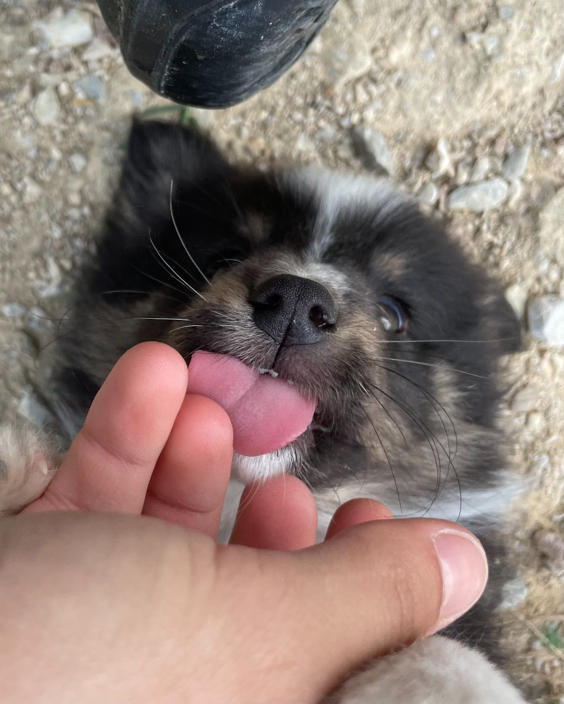 Bellissimo