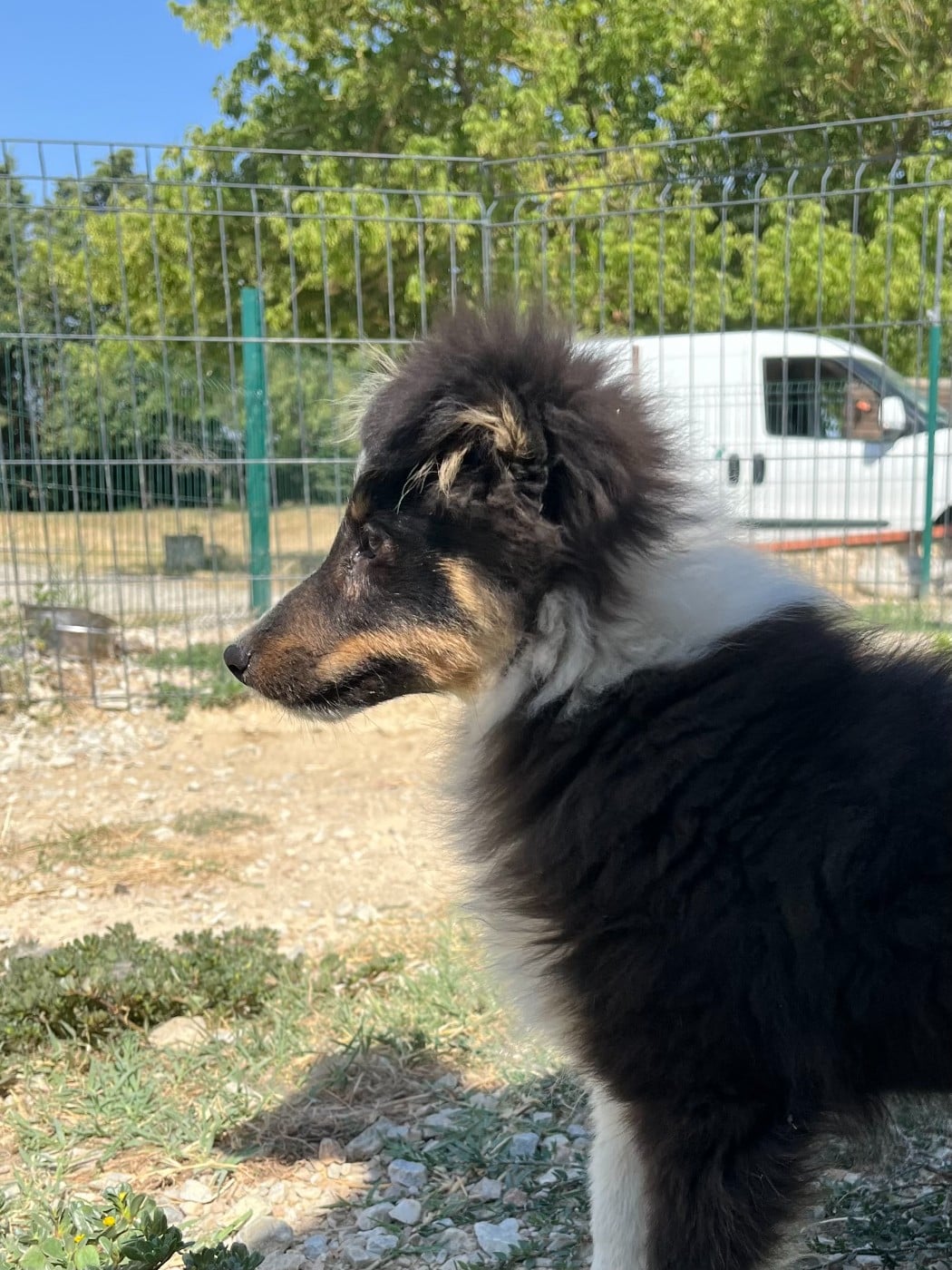Bellissimo