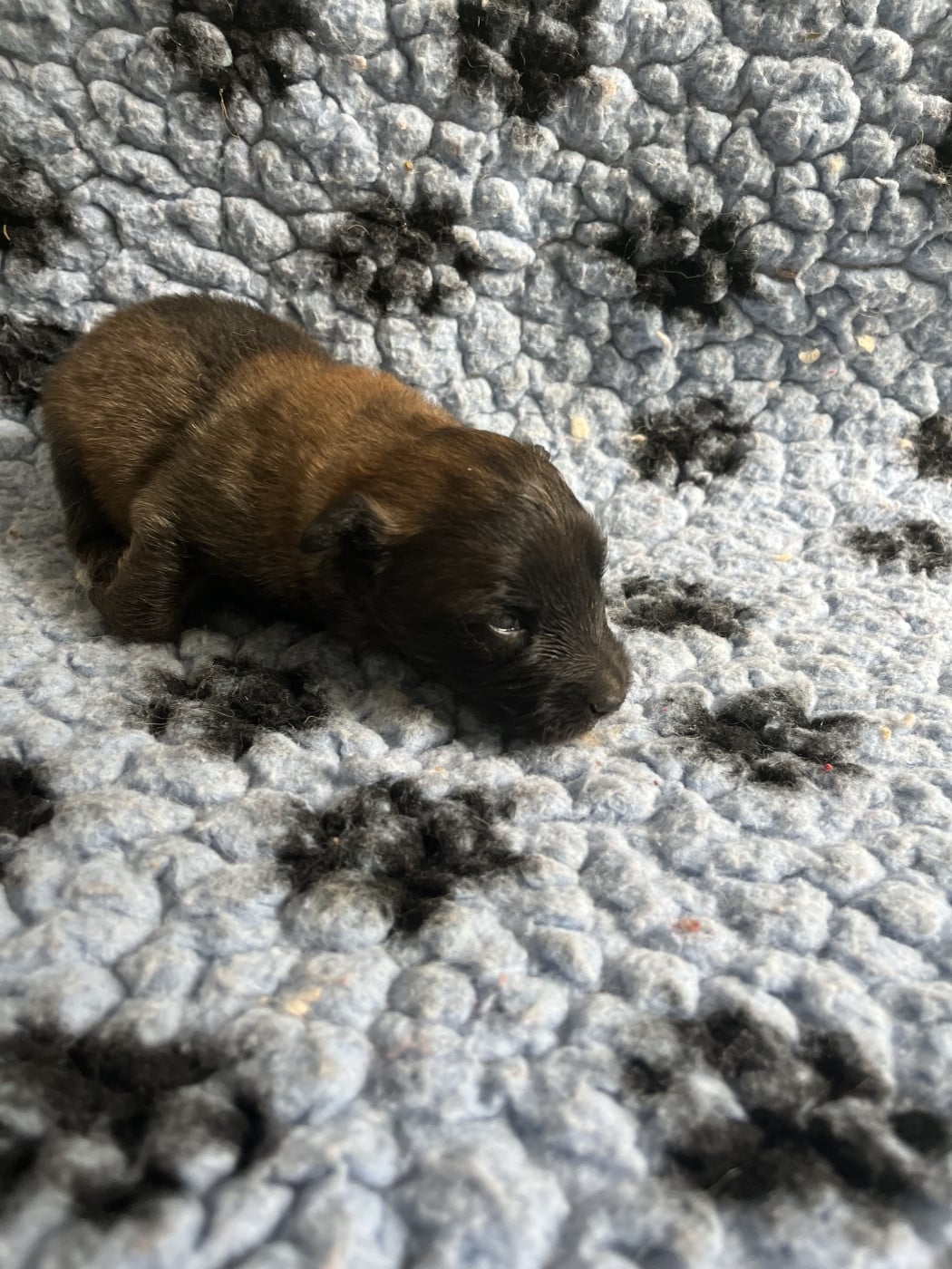 Chiot 5 - Berger Belge