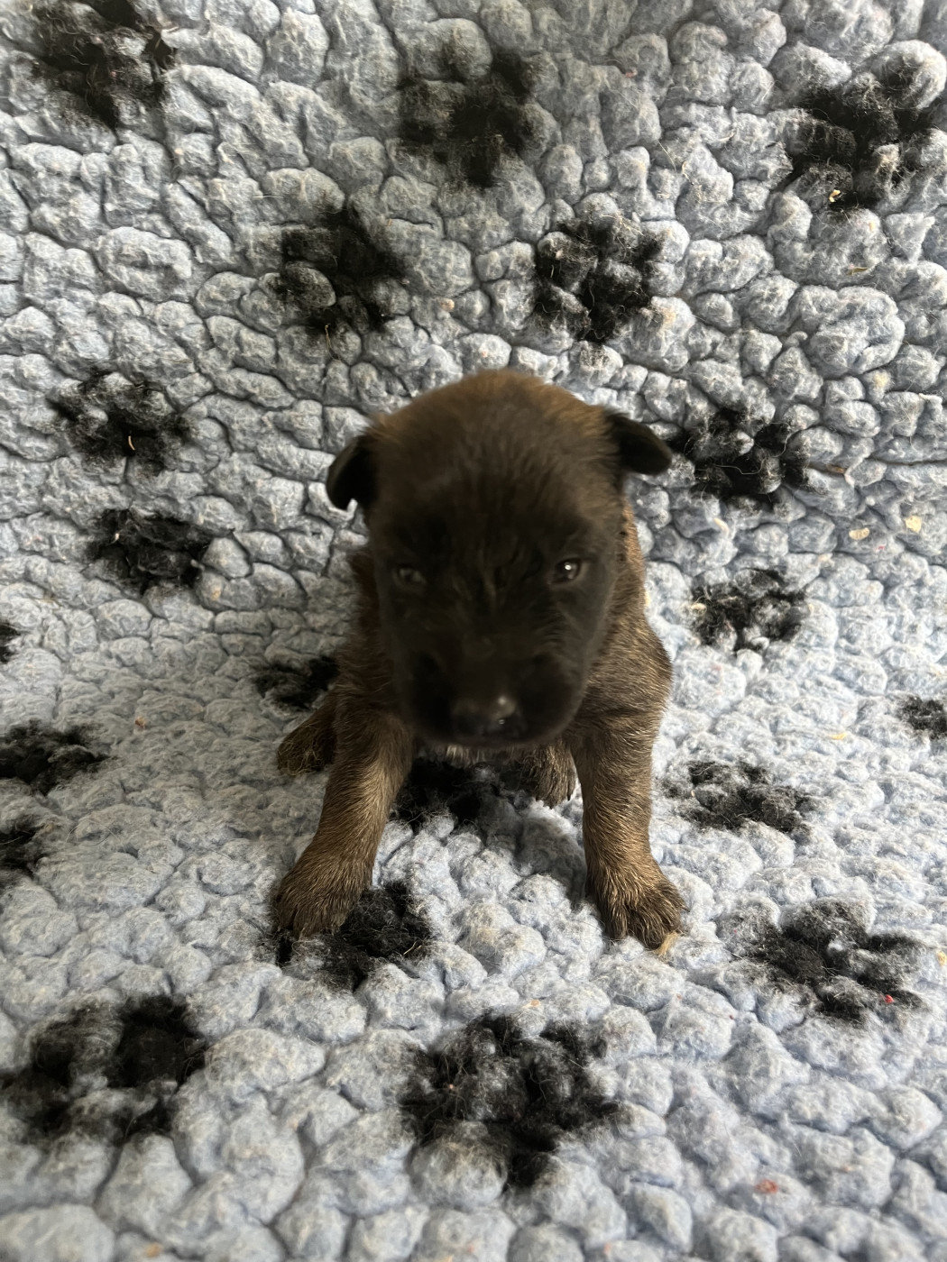 Chiot 6 - Berger Belge