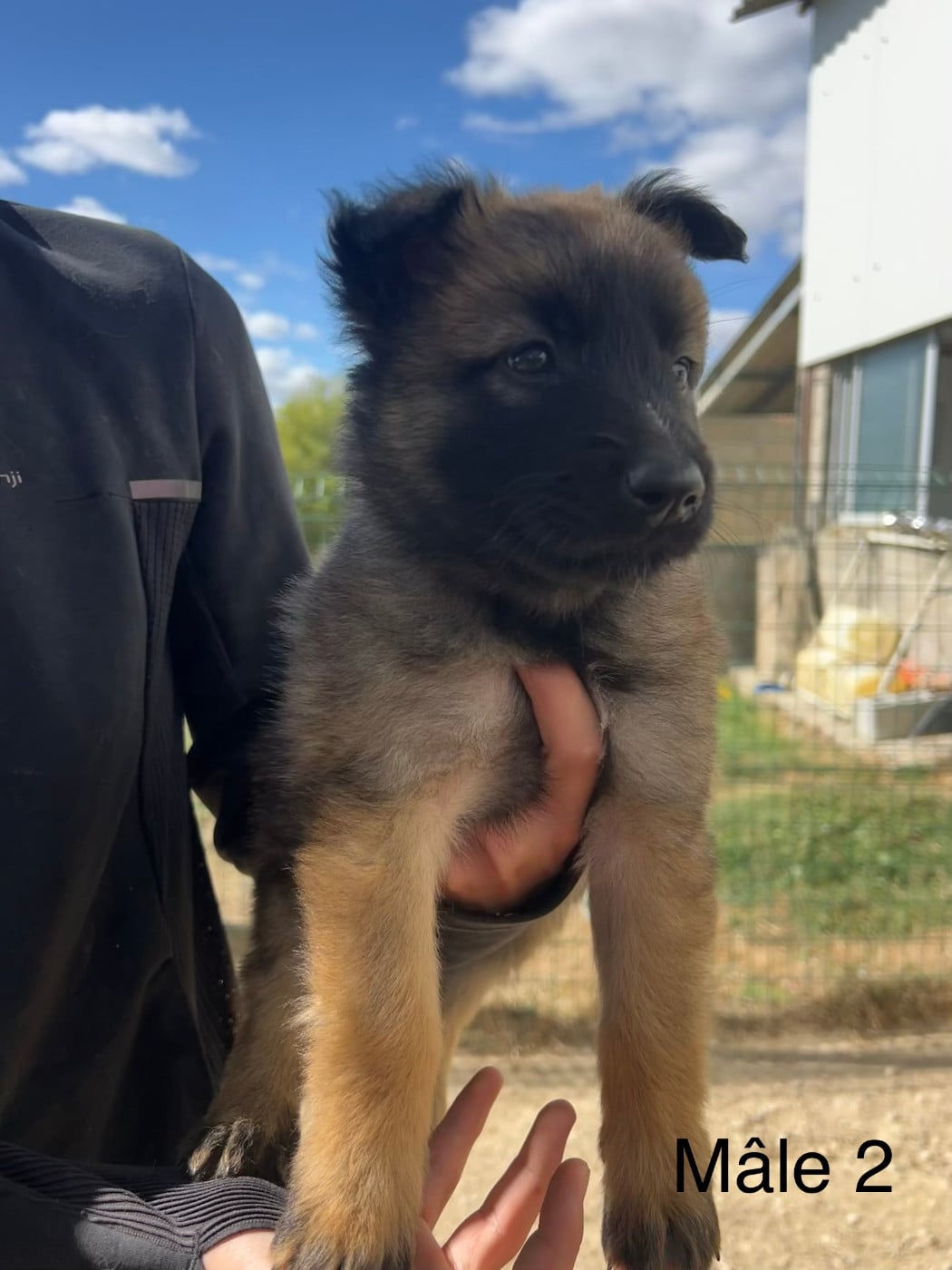 Chiot 3 - Berger Belge