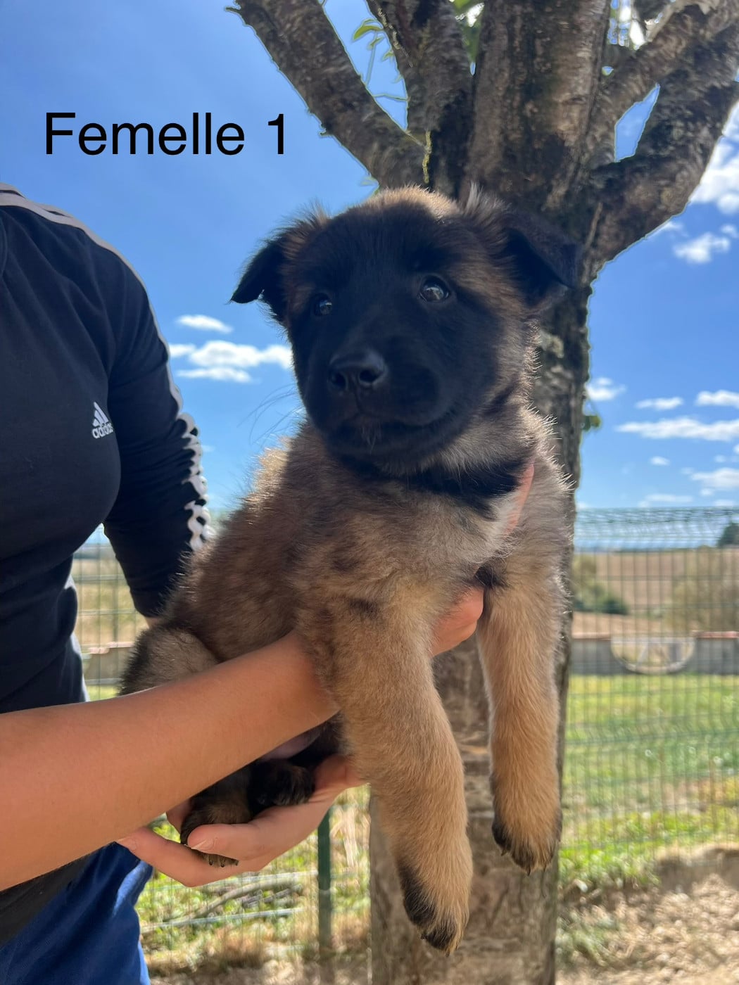 Chiot 4 - Berger Belge