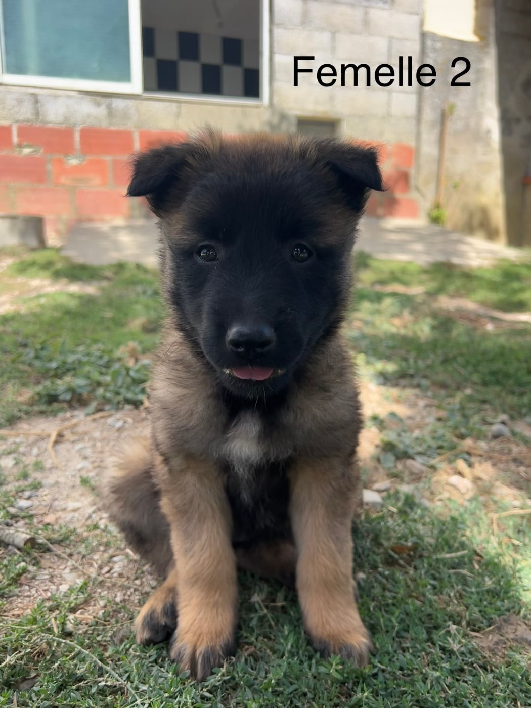 Chiot 5 - Berger Belge