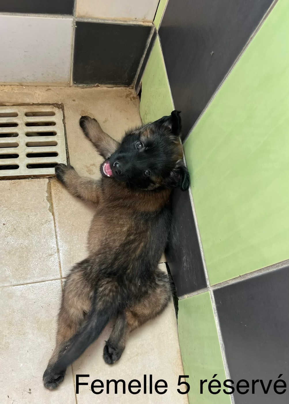 Chiot 8 - Berger Belge