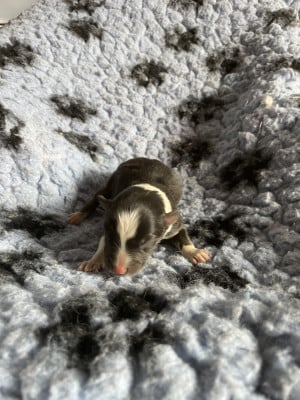 Les chiots de Shetland Sheepdog