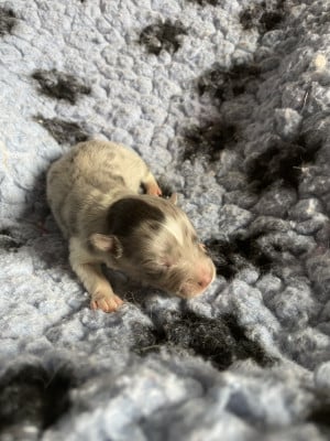 Les chiots de Shetland Sheepdog