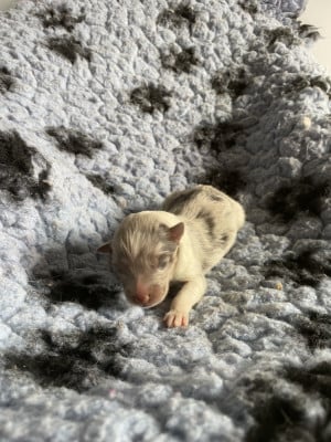 Les chiots de Shetland Sheepdog
