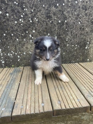 Les chiots de Shetland Sheepdog