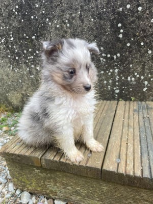 Les chiots de Shetland Sheepdog