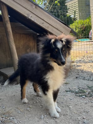 Les chiots de Shetland Sheepdog