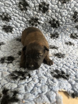 Les chiots de Berger Belge