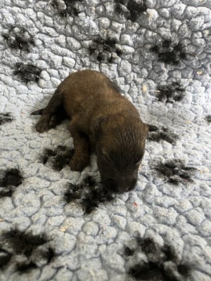Les chiots de Berger Belge