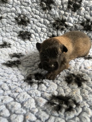 Les chiots de Berger Belge