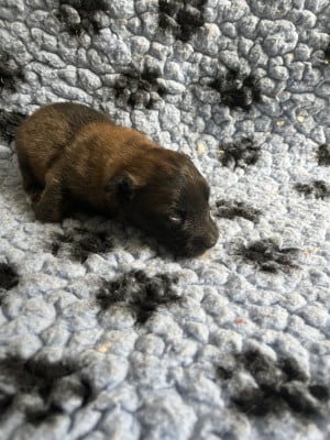 Les chiots de Berger Belge