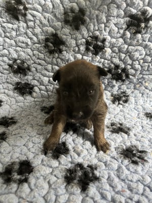 Les chiots de Berger Belge
