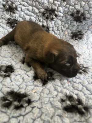 Les chiots de Berger Belge