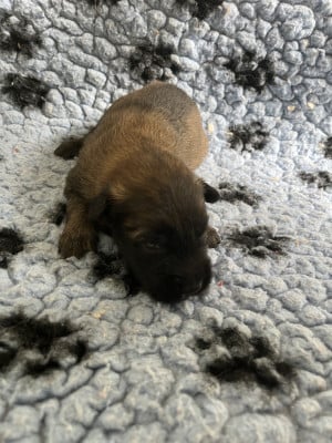 Les chiots de Berger Belge