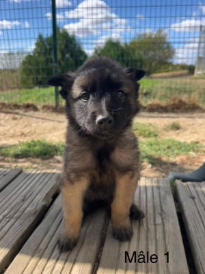 Les chiots de Berger Belge