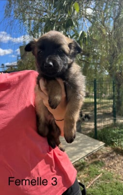 Les chiots de Berger Belge