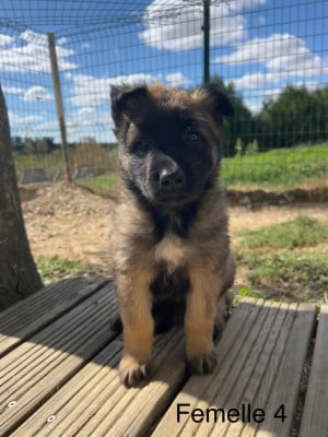 Les chiots de Berger Belge