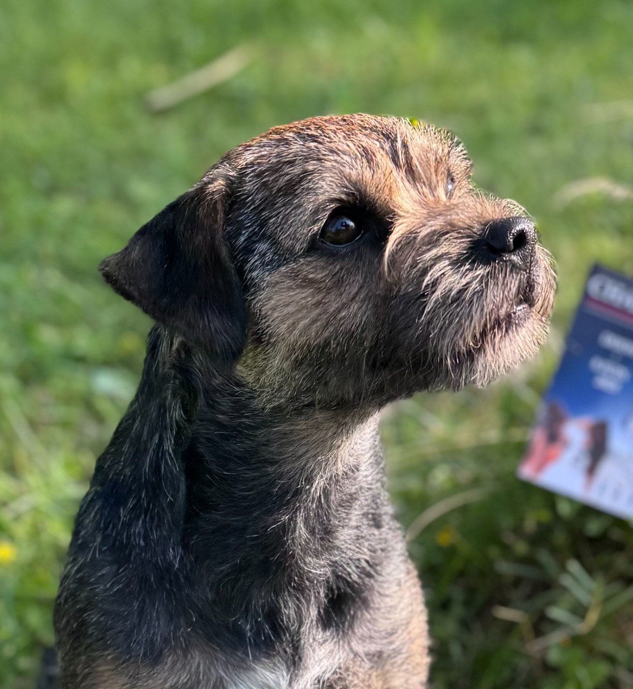 Aiga Viva Una pequelette