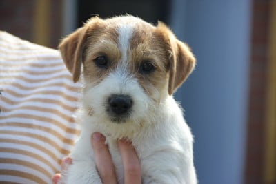 Les chiots de Jack Russell Terrier