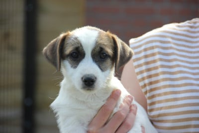 Les chiots de Jack Russell Terrier