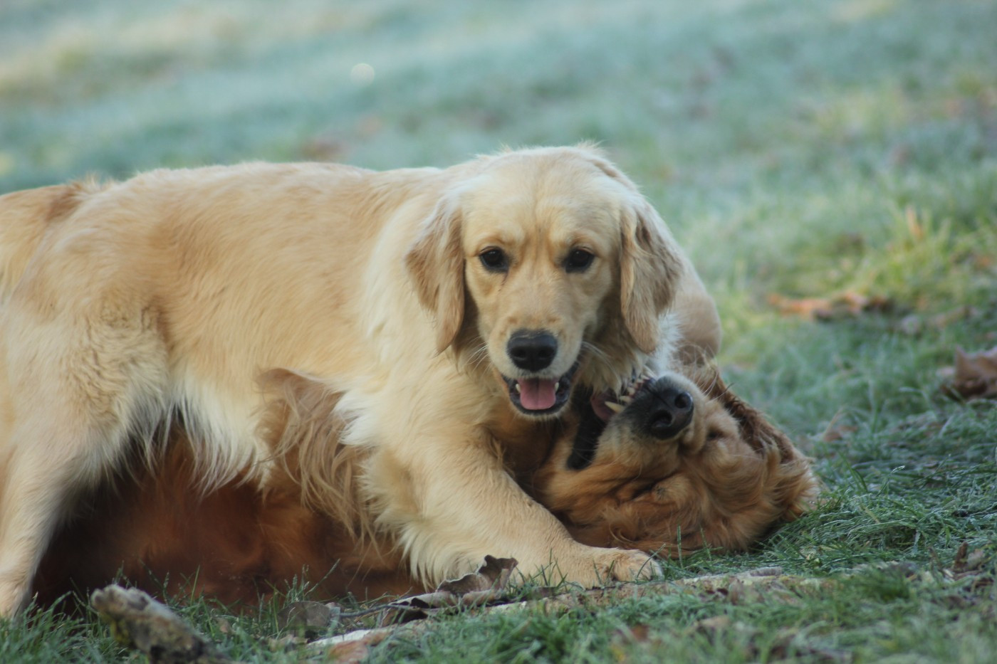 Publication : Diamond Dawn