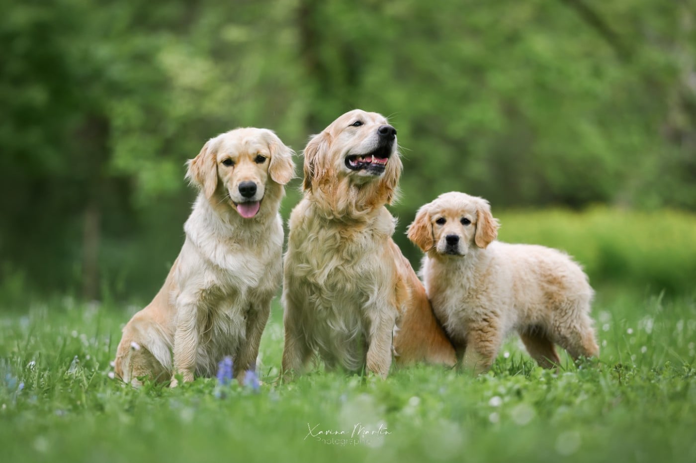 Publication : Diamond Dawn