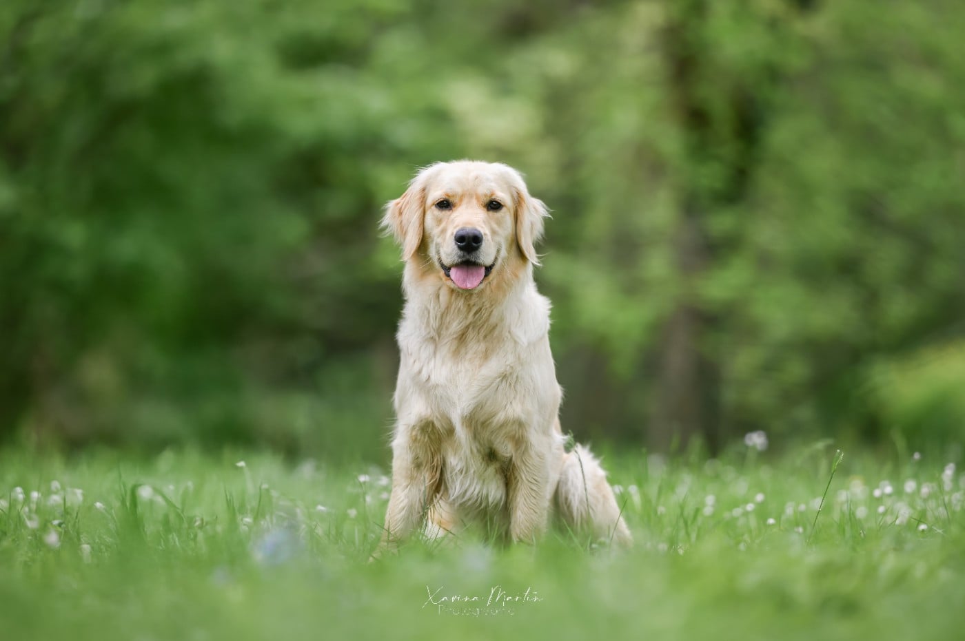 Publication : Diamond Dawn