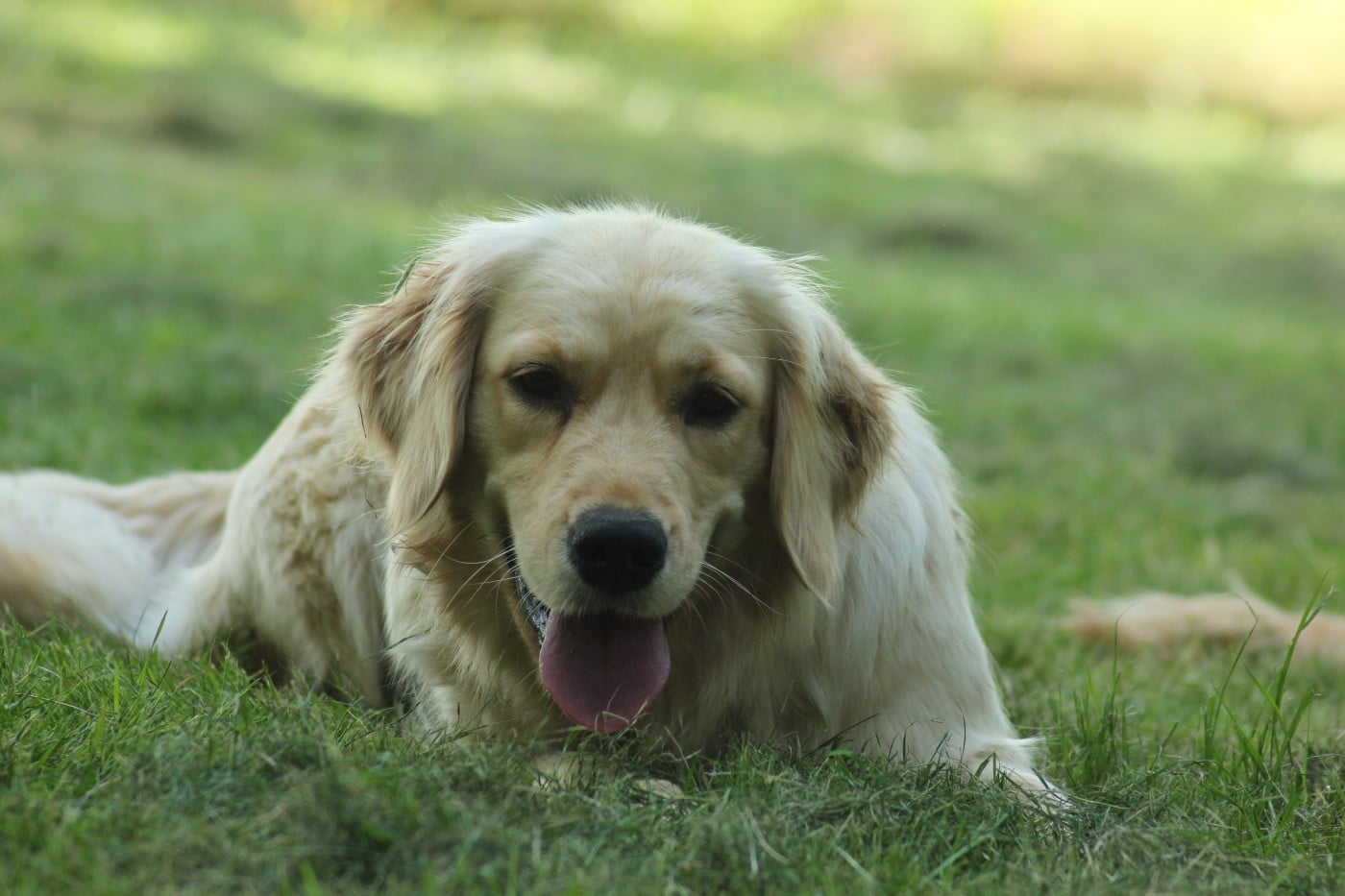 Publication : Diamond Dawn