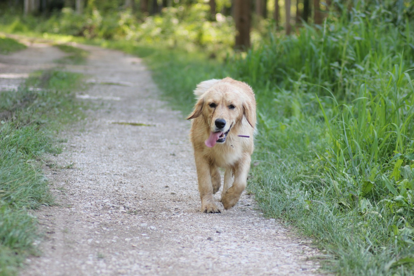 Publication : Diamond Dawn