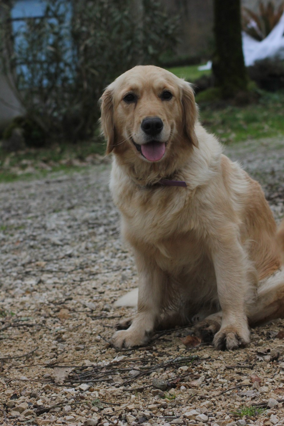 Publication : Diamond Dawn