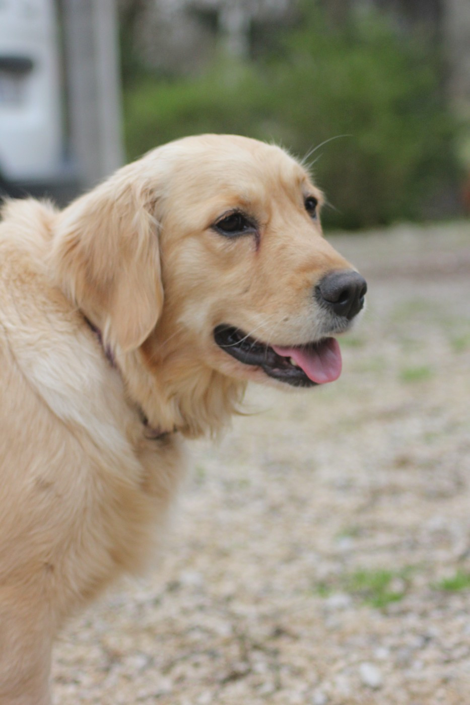 Publication : Diamond Dawn