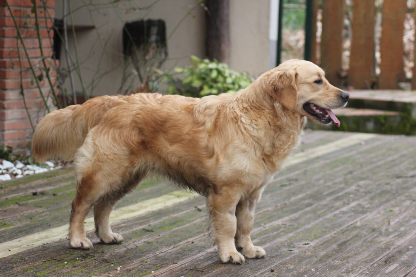 Publication : Diamond Dawn