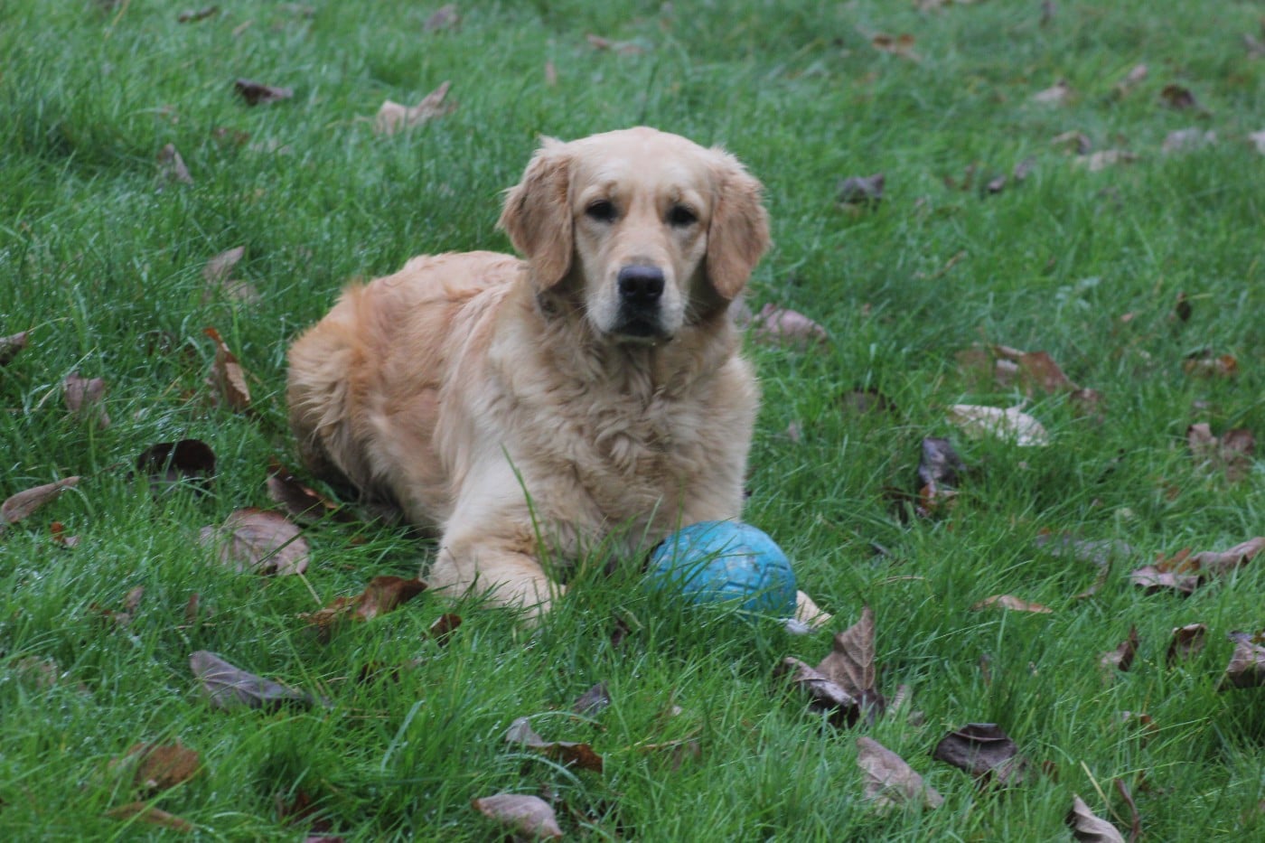 Publication : Diamond Dawn