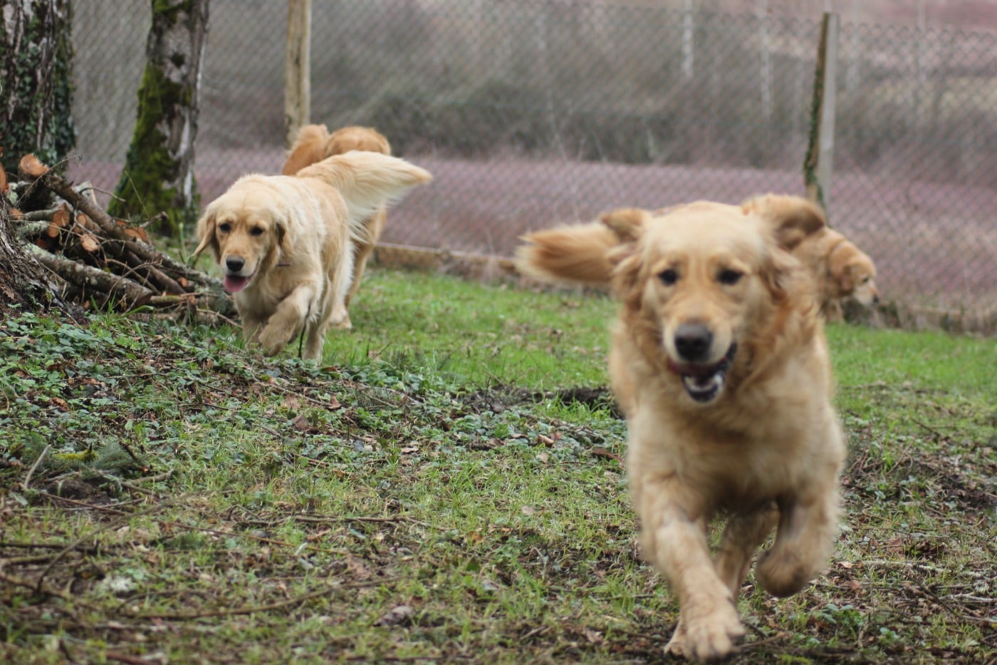 Publication : Diamond Dawn