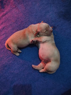 Les chiots de Golden Retriever