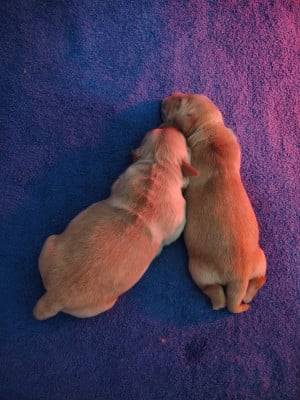 Les chiots de Golden Retriever