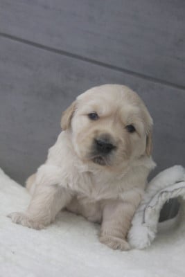 Les chiots de Golden Retriever