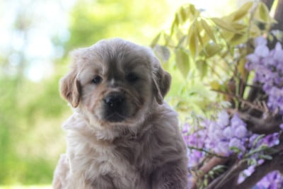 Les chiots de Golden Retriever
