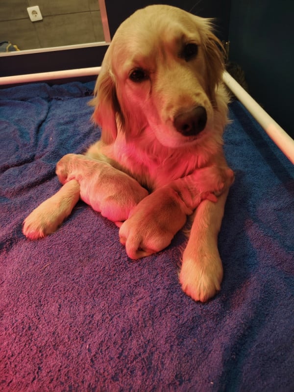 Golden Retriever - Diamond Dawn