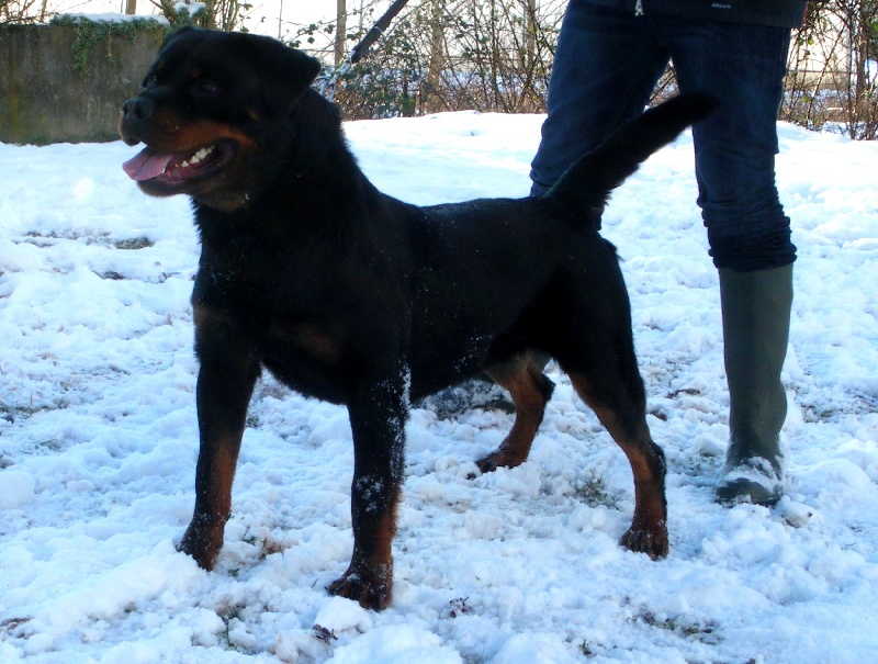 Publication : vom Hellimer Hof Auteur : Nicolas Gros