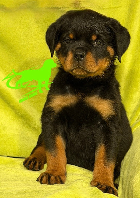 Les chiots de Rottweiler