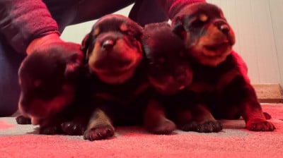 Les chiots de Rottweiler