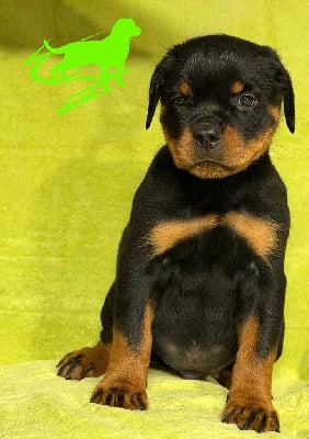Les chiots de Rottweiler